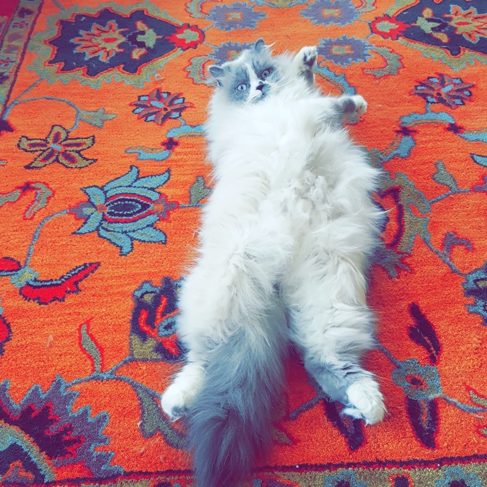 Meet your Posher, Daley